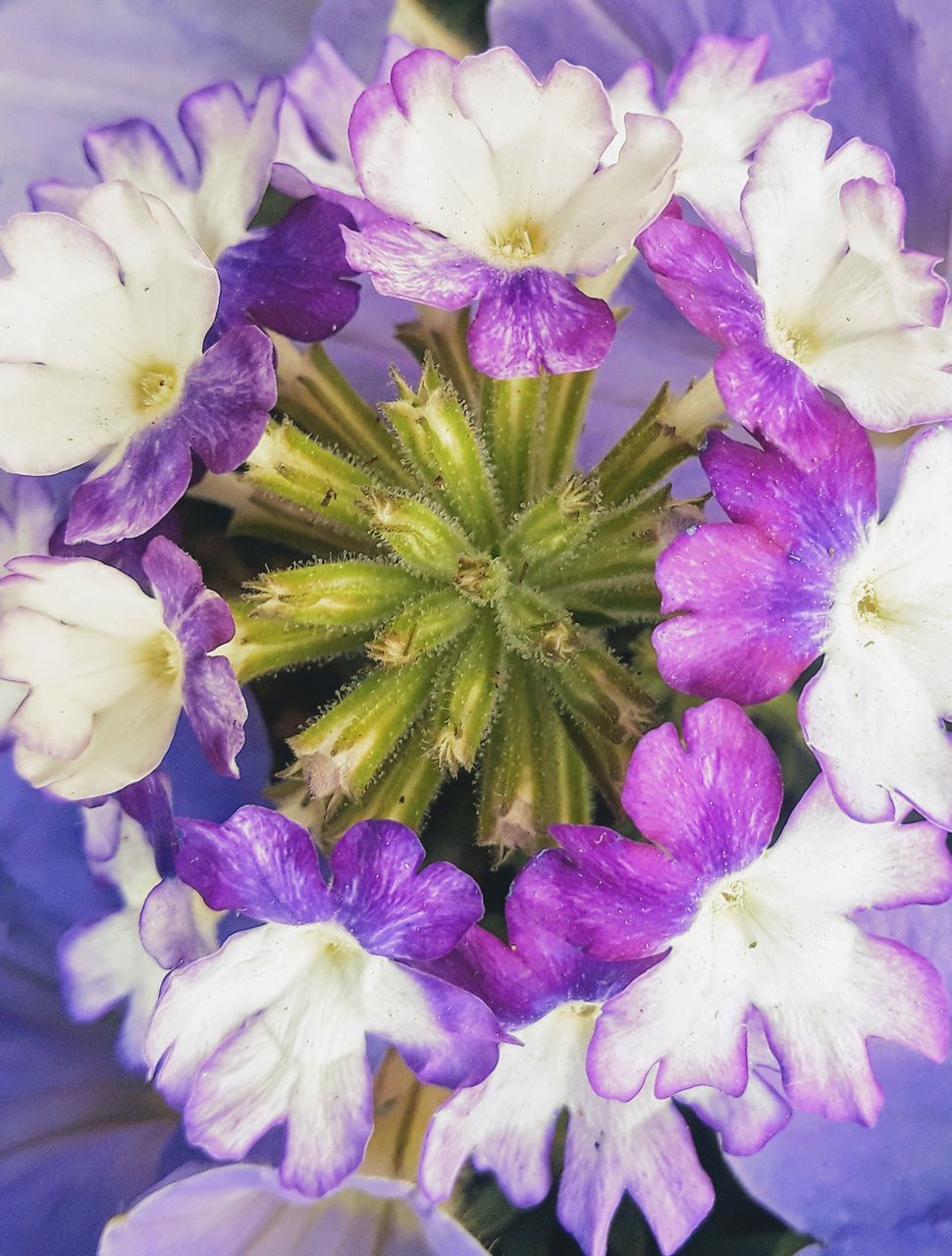 CLOSE-UP OF PURPLE FLOWERS