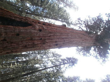 Low angle view of trees against sky