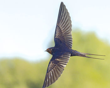 Low angle view of bird flying