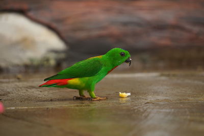 Close-up of parrot perching on wood