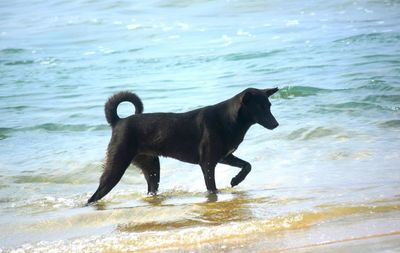 Full length of wet splashing water on beach