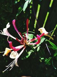 Close-up of flower plant