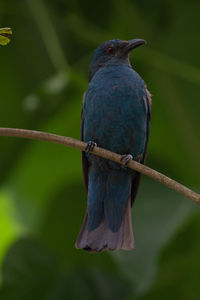 Close-up of bird perching outdoors