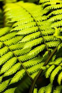 Full frame shot of fresh green leaf