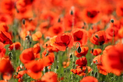 Close-up of red poppy flowers in field