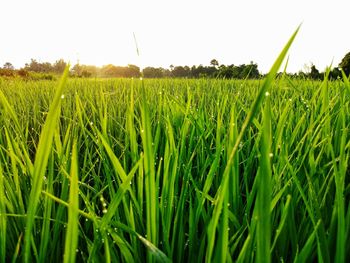 Scenic view of corn field against clear sky