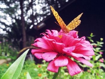 Close-up of pink flower