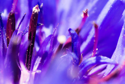 Close-up of wet flowers blooming outdoors