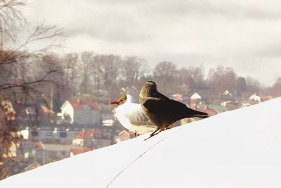 Bird perching on snow