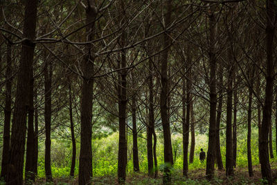 Trees in forest