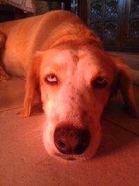 Close-up portrait of a dog