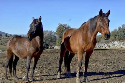 Horses standing in ranch