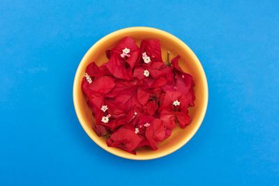 Directly above shot of red flower in bowl against blue background