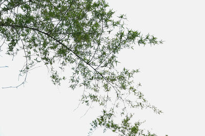 Low angle view of silhouette tree against clear sky