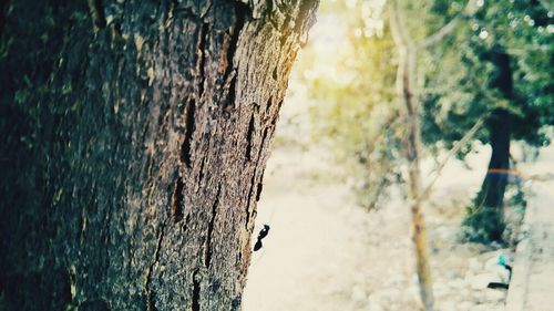 Close-up of tree trunk against sky