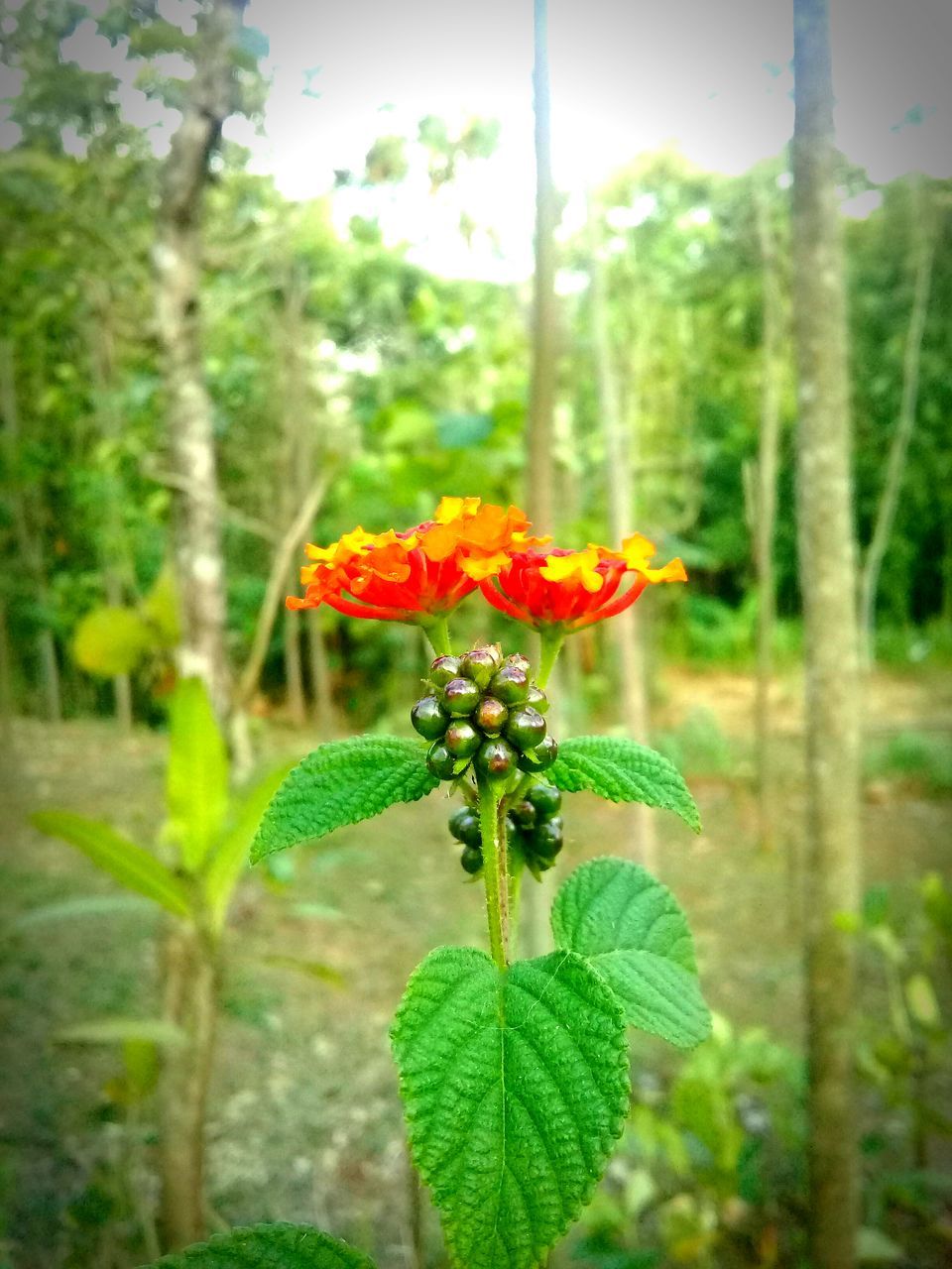 plant, flower, flowering plant, green, nature, growth, beauty in nature, freshness, fragility, focus on foreground, day, close-up, leaf, no people, flower head, outdoors, plant part, tree, garden, wildflower, petal, jungle, yellow, inflorescence, botany, land, selective focus, tranquility