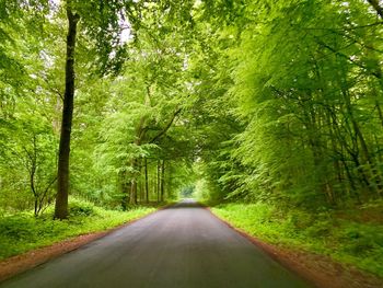 Road amidst trees in forest