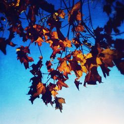 Low angle view of leaves on tree