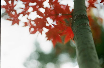 Close-up of tree against sky