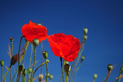 Close-up of red flowers against clear blue sky