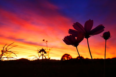 Close-up of silhouette plants on field against orange sky