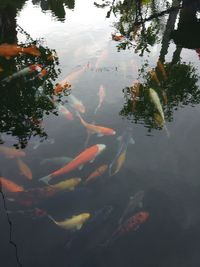 Fish swimming in a lake