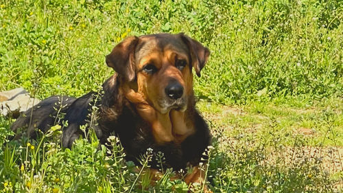 Portrait of dog relaxing on field