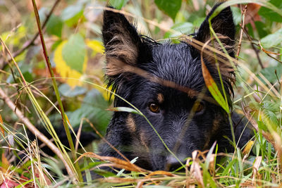 Portrait of black dog in field