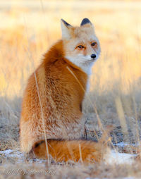 Red fox yukon 