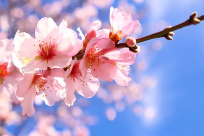 Springtime background of pink almond blossom twig on bright blue sky background 