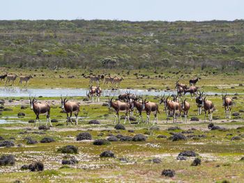 Group of bontebok antelopes at de hoop nature reserve, south africa