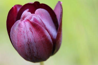 Close-up of red flower