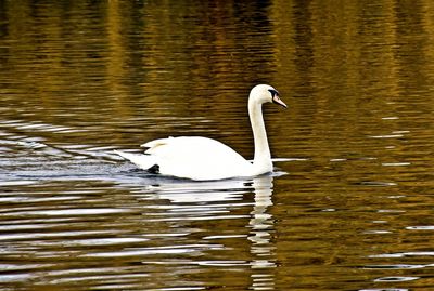 Swans swimming in water