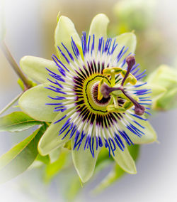 Close-up of passion flower blooming outdoors