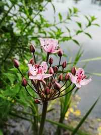 Close-up of pink flowering plant