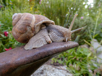 Close-up of snail on plant