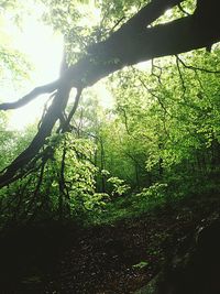 Low angle view of trees in forest