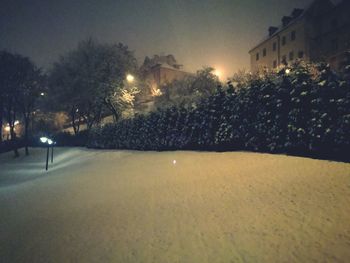 Illuminated trees at night