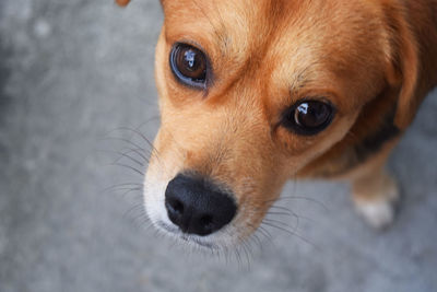 Close-up portrait of dog