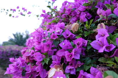 Close-up of fresh purple flowers blooming in garden