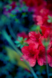 Close-up of pink flowers