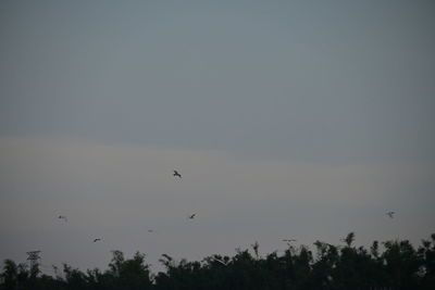 Low angle view of birds flying in the sky