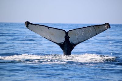 View of horse in sea against sky