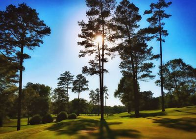 Trees on landscape against sky