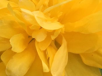 Close-up of yellow flower