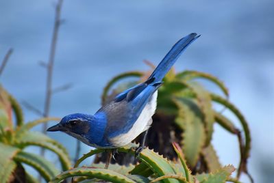 Close-up of bird perching on plant