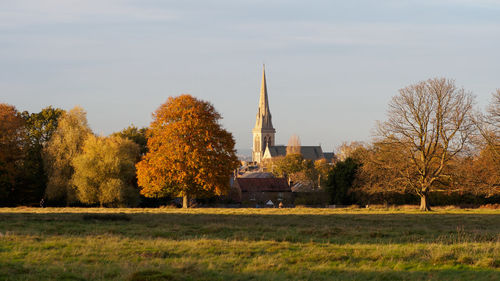 Trees in a field