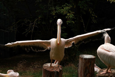 View of birds on wooden post