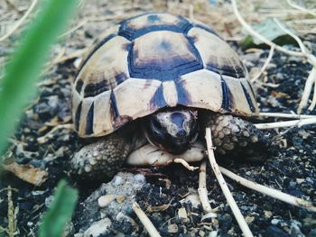 High angle view of snail on field