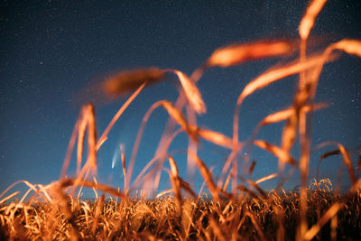 Close-up of bonfire on field against sky at night